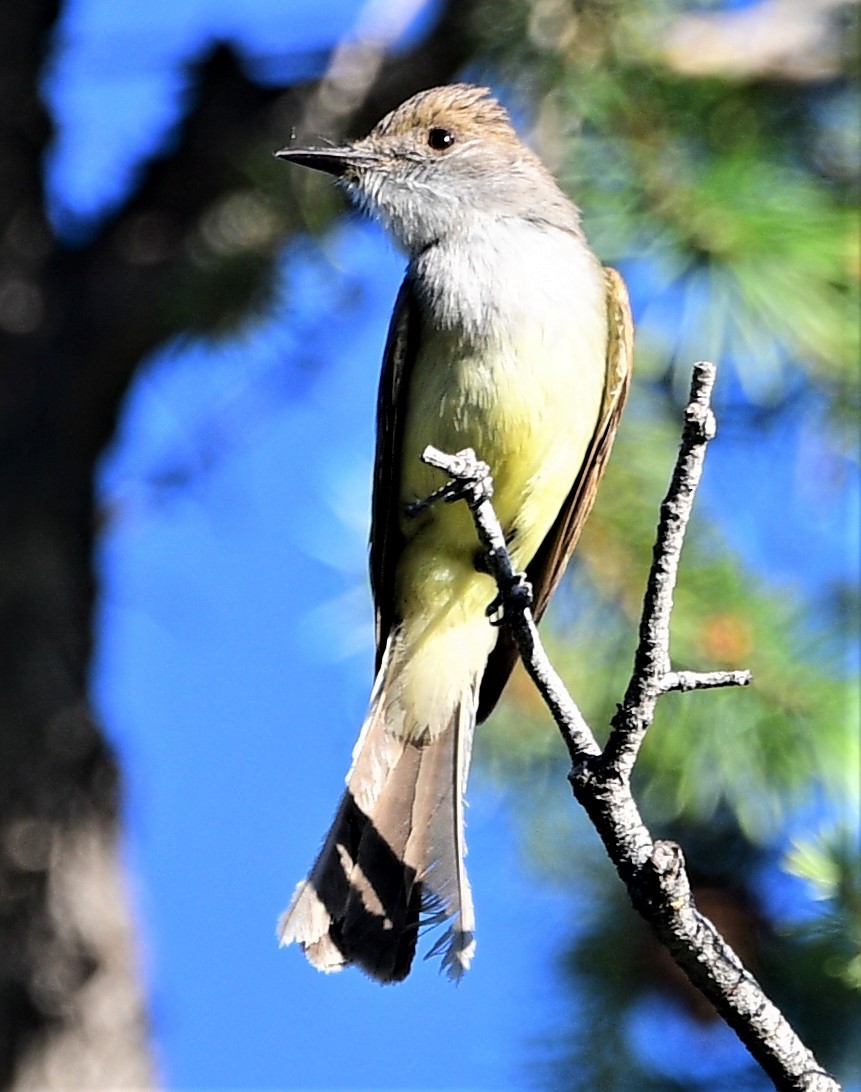 Brown-crested Flycatcher - Dawn Abbott