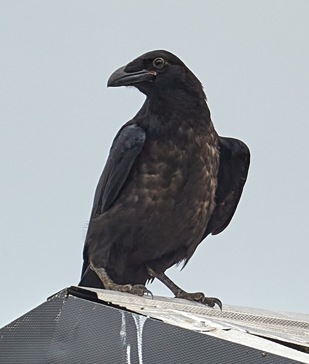 Common Raven - ML247216011