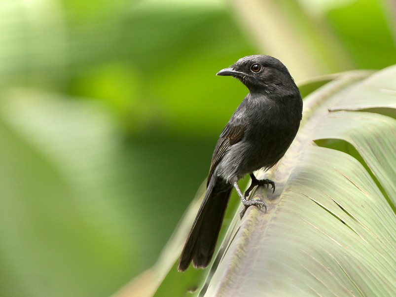 Northern Black-Flycatcher - Frédéric PELSY