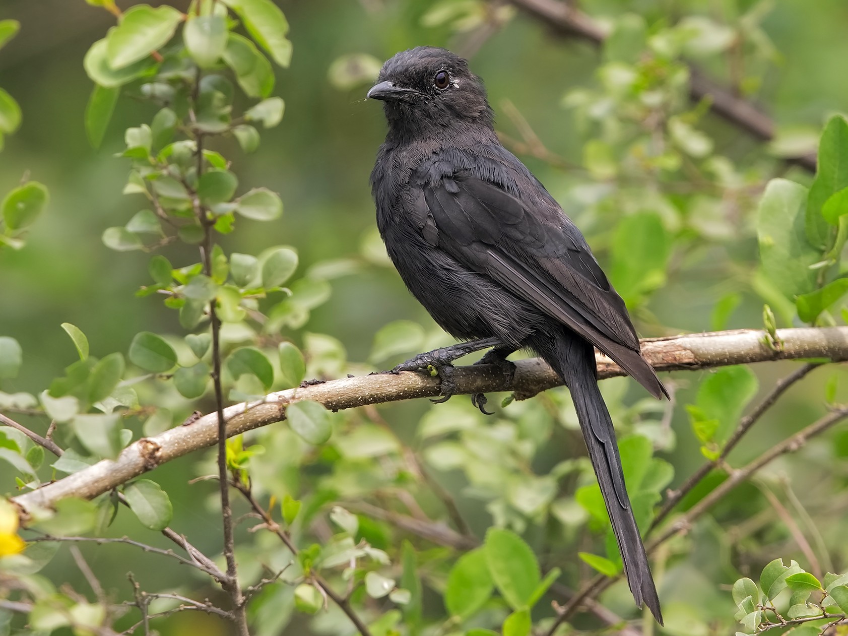 Northern Black-Flycatcher - Marco Valentini