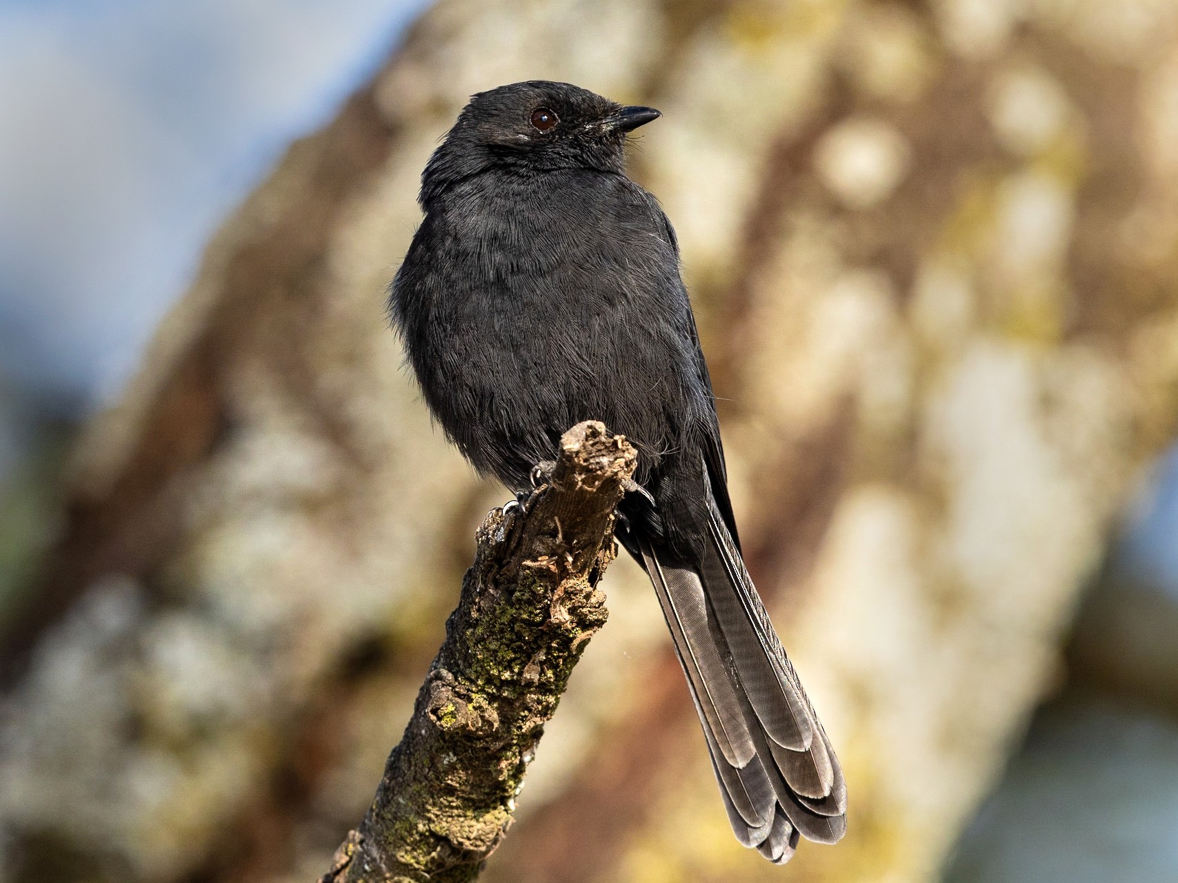 Northern Black-Flycatcher - Stefan Hirsch