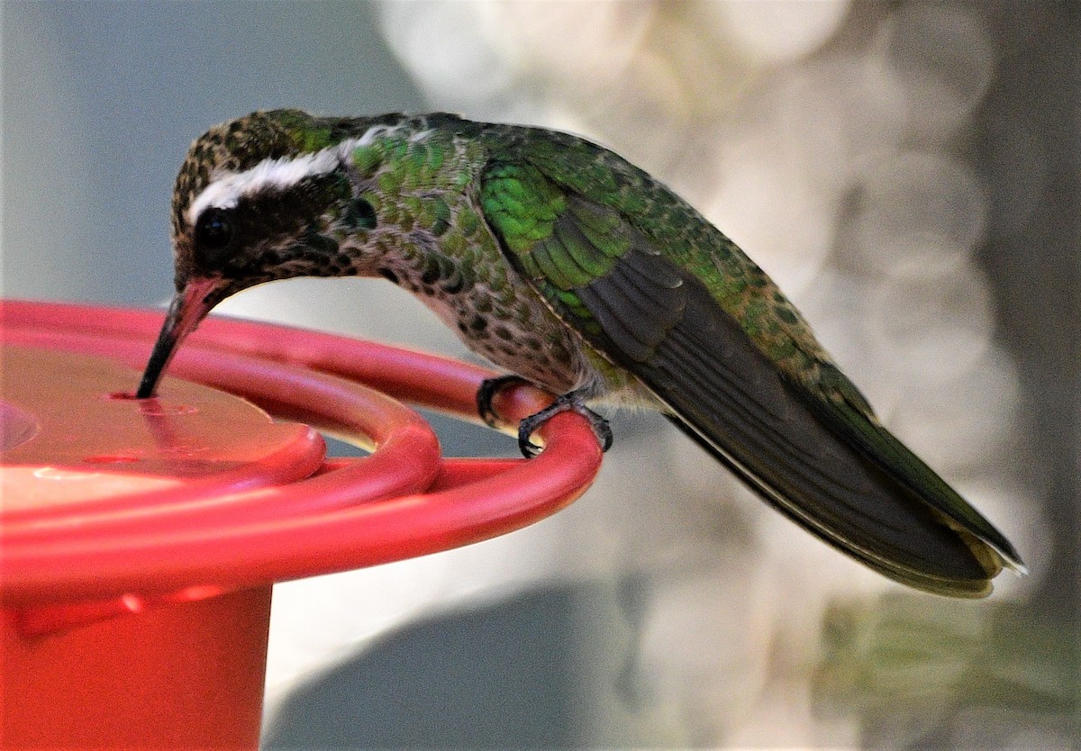 White-eared Hummingbird - Dawn Abbott