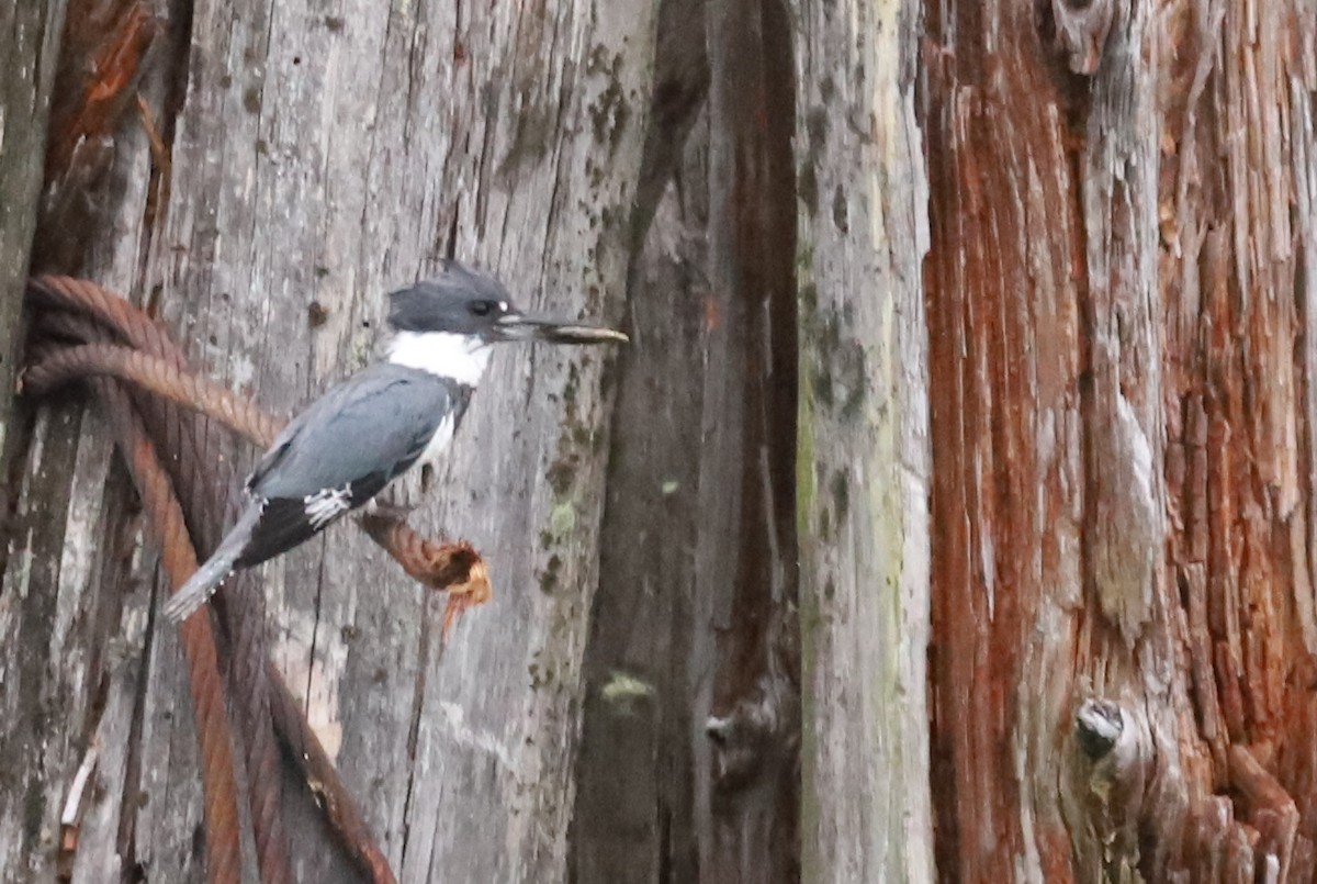 Belted Kingfisher - Walter Thorne