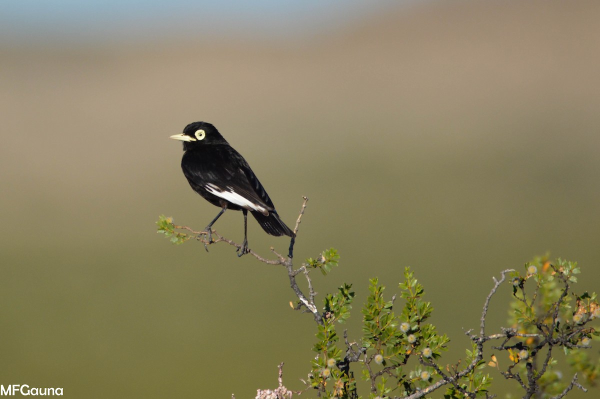 Spectacled Tyrant - ML247221381