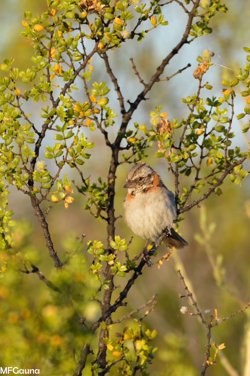Rufous-collared Sparrow - Maria Fernanda Gauna