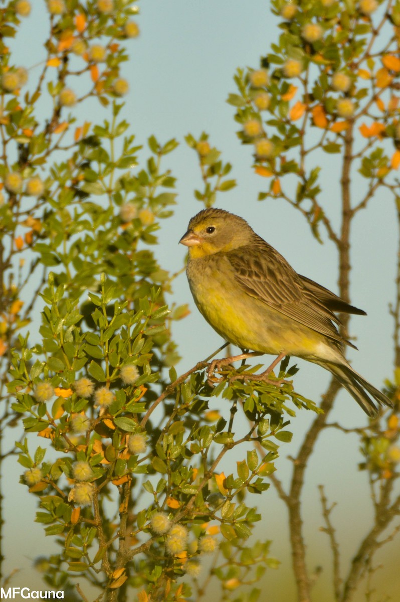 Grassland Yellow-Finch - ML247221421