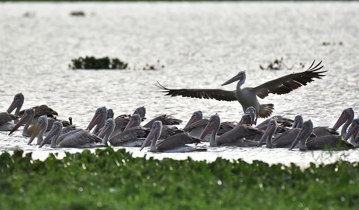 Spot-billed Pelican - ML247224081
