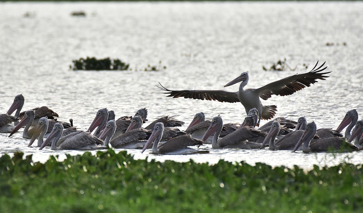 Spot-billed Pelican - Dr Mohammed Umer  Sharieff