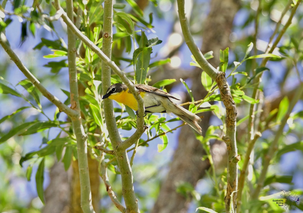 Yellow-breasted Chat - ML247229491
