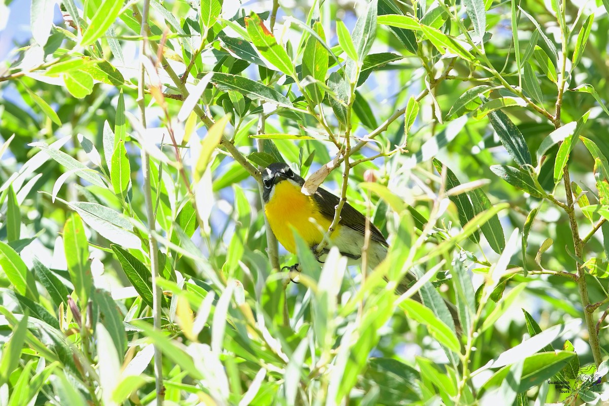 Yellow-breasted Chat - ML247229591