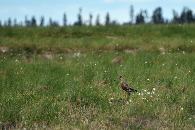 Male in its breeding habitat; Alaska, United States. - Hudsonian Godwit - 