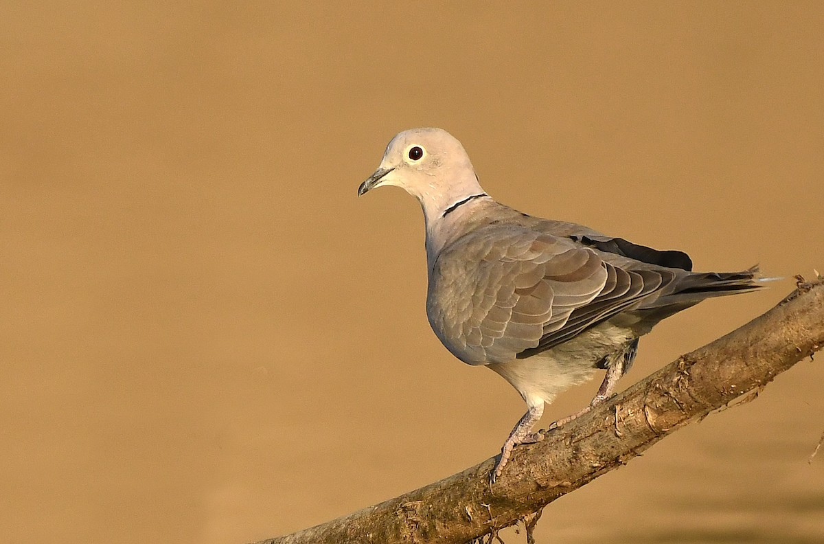Eurasian Collared-Dove - Savithri Singh