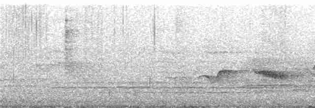 Соломонский орлан - ML247231