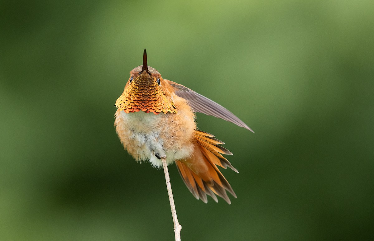 Rufous Hummingbird - mark daly