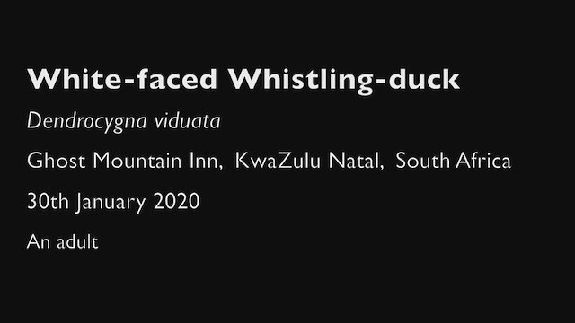 White-faced Whistling-Duck - ML247231951