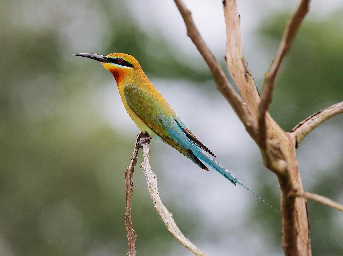 Blue-tailed Bee-eater - ML24723231