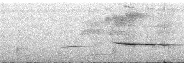 Rhipidure de Cockerell (lavellae) - ML247234