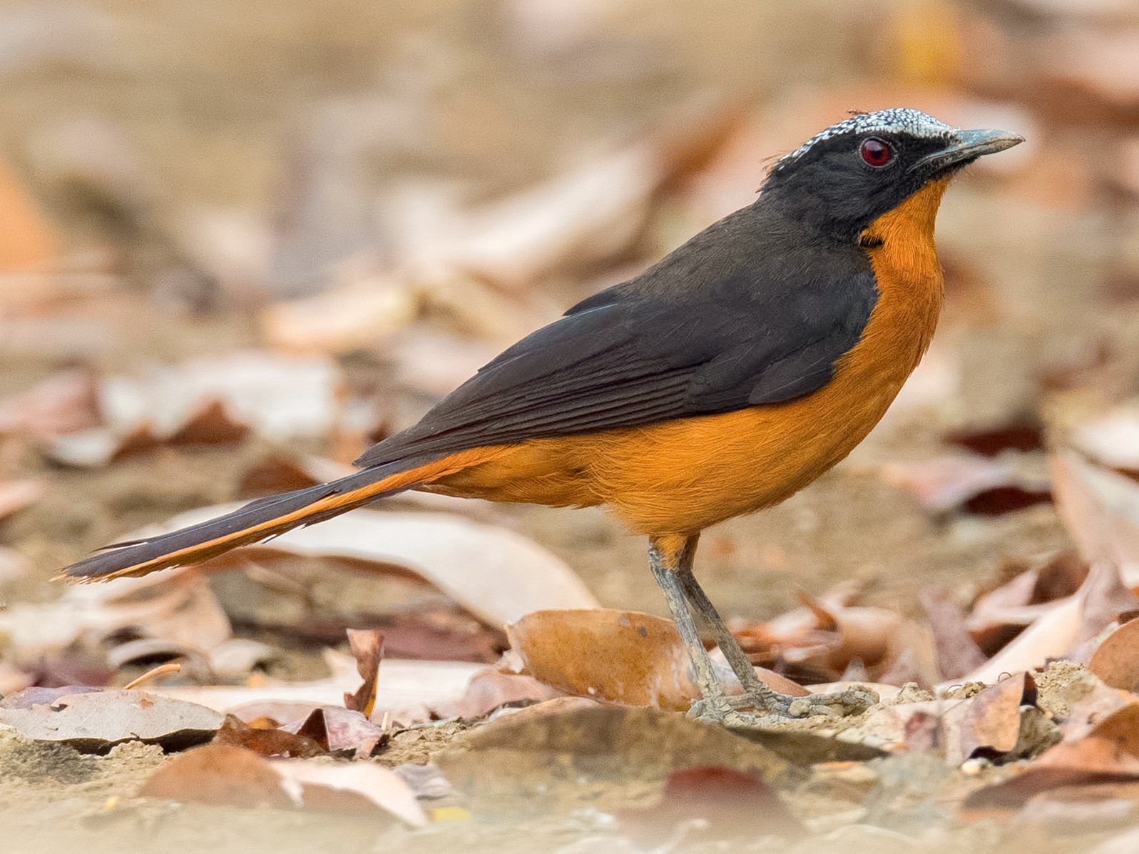 White-crowned Robin-Chat - Shailesh Pinto