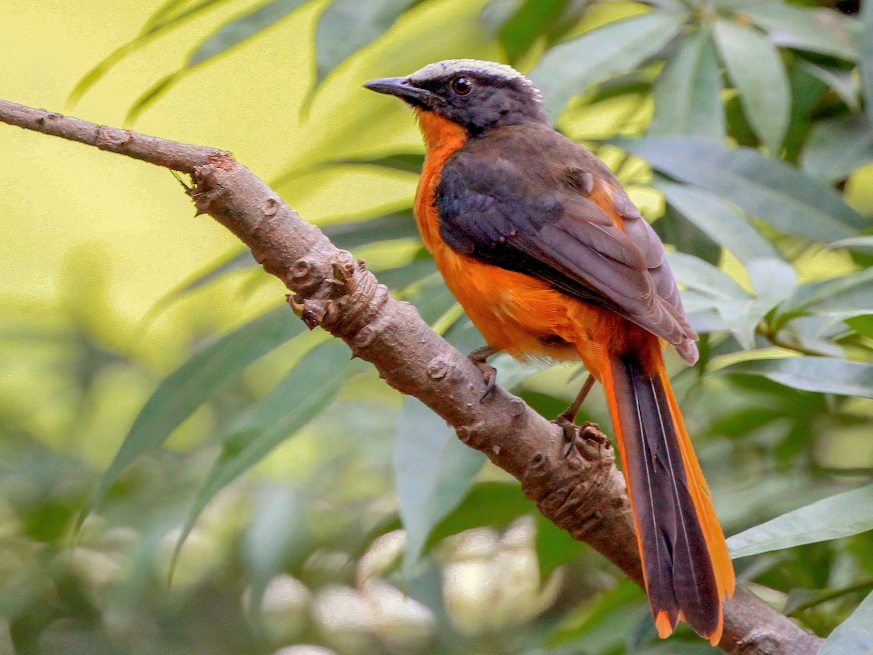 White-crowned Robin-Chat - Robert Martinez