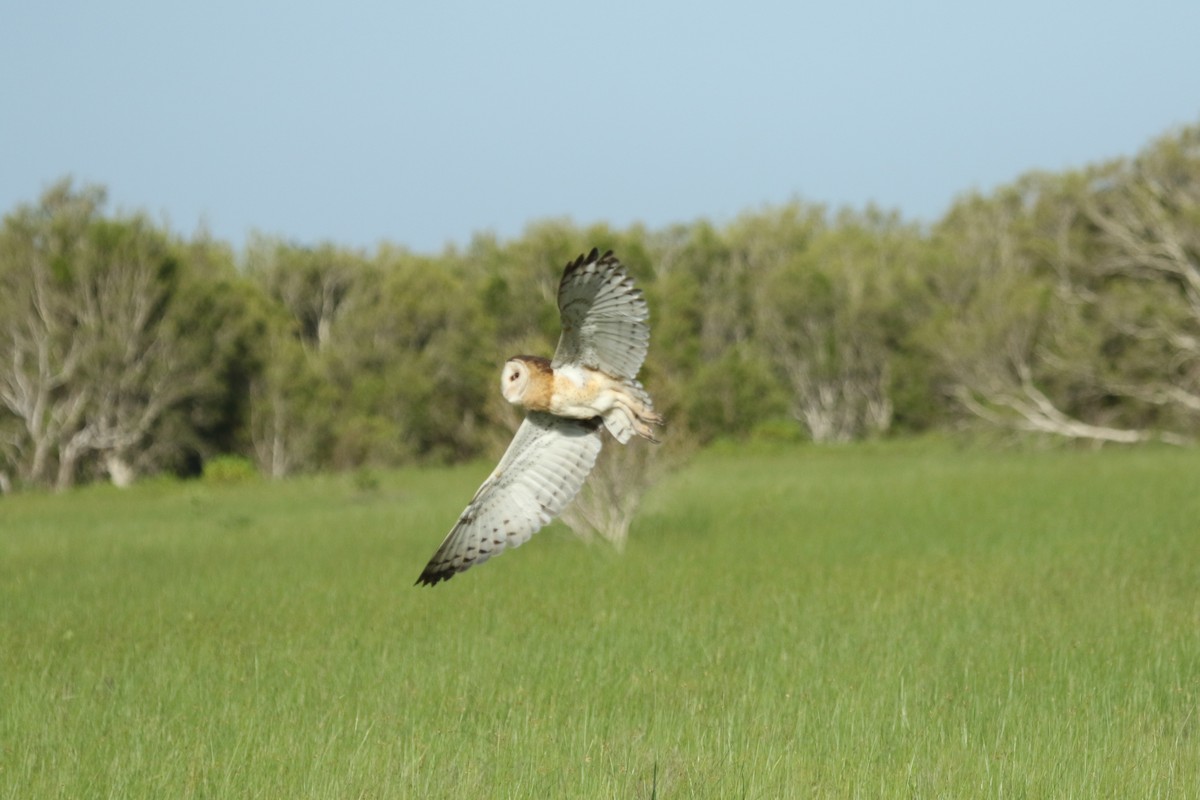 Australasian Grass-Owl - Stewart  Ford