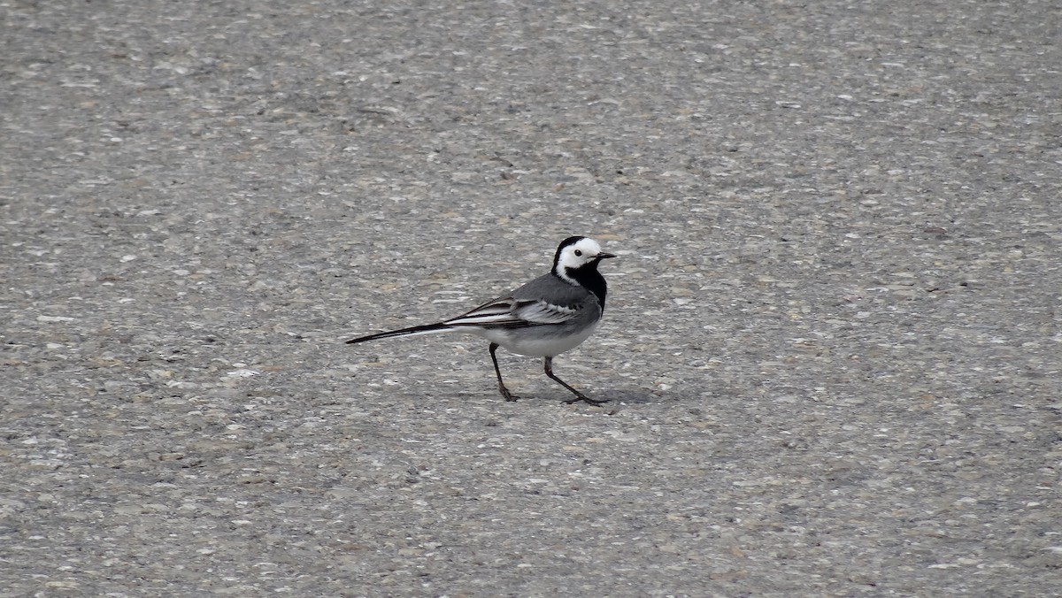 eBird Checklist - 26 Apr 2018 - Church of Wies grounds, Weis, Germany ...