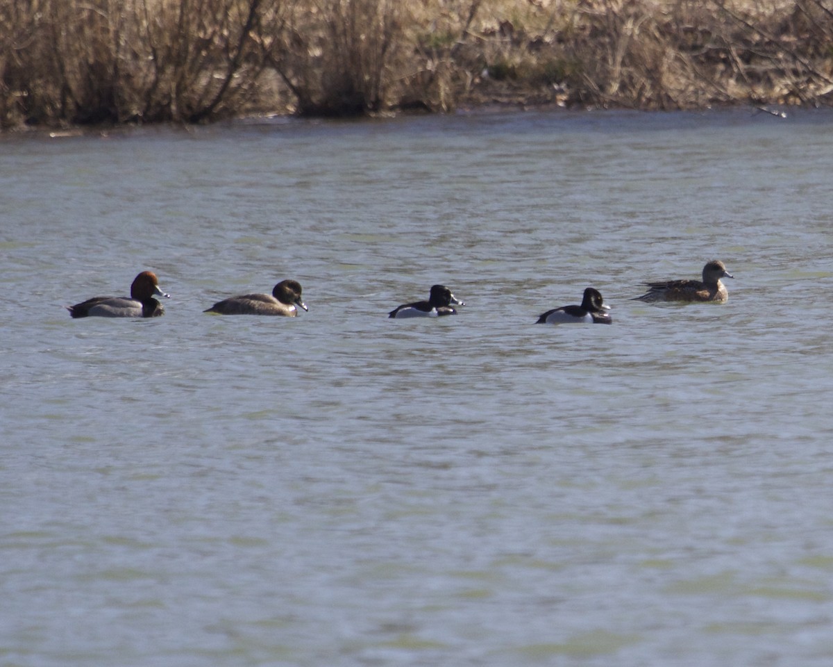 Ring-necked Duck - Brian Lowry