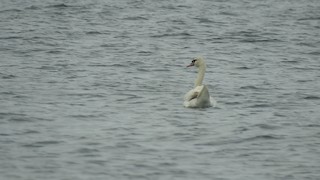 Mute Swan, ML247245011