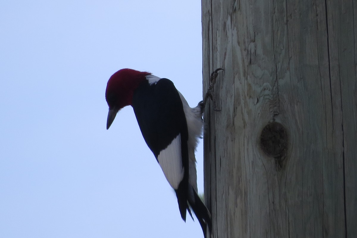 Red-headed Woodpecker - Brian Ratcliff
