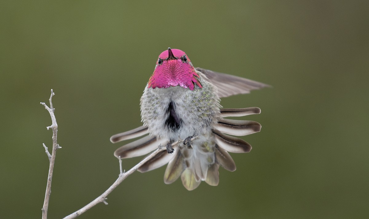 Anna's Hummingbird - mark daly