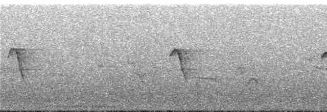 Белокрылая веерохвостка (lavellae) - ML247255