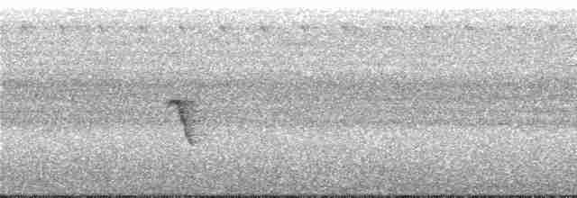 Белокрылая веерохвостка (lavellae) - ML247256