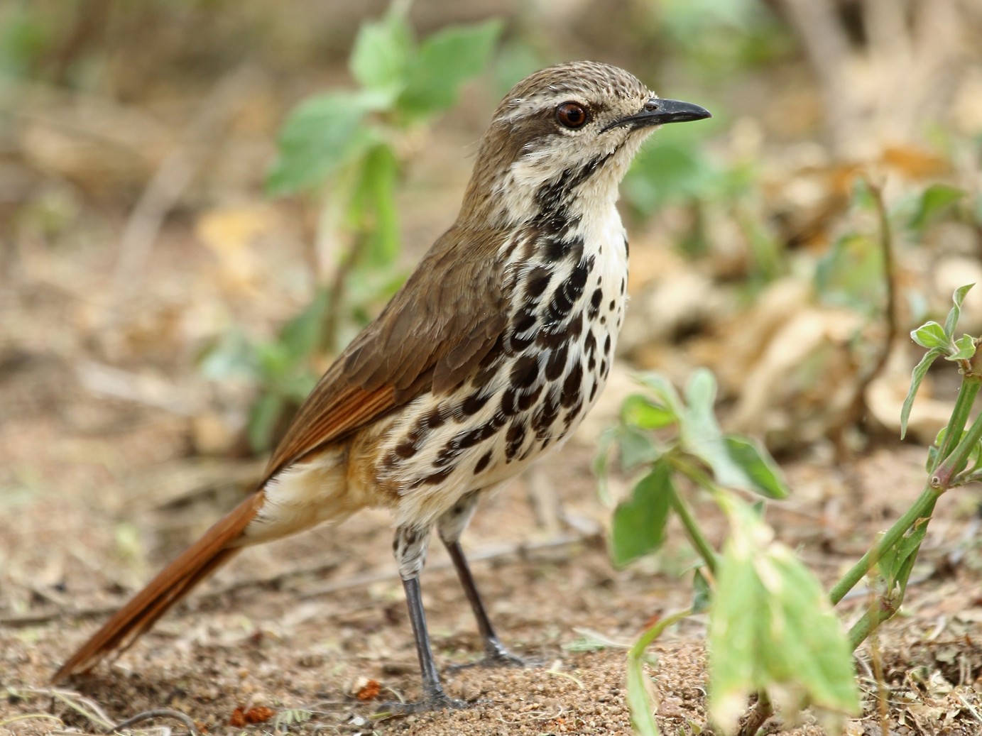 Spotted Morning-Thrush - Nigel Voaden