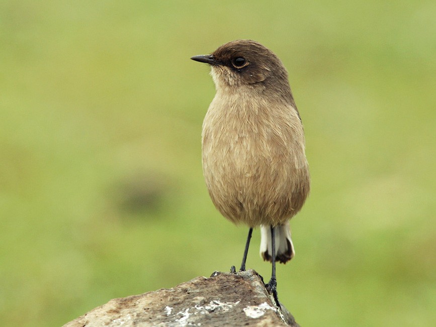 Moorland Chat - Lars Petersson | My World of Bird Photography