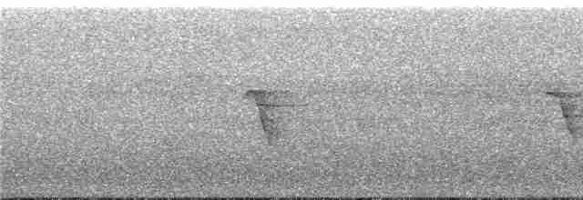 Белокрылая веерохвостка (lavellae) - ML247265