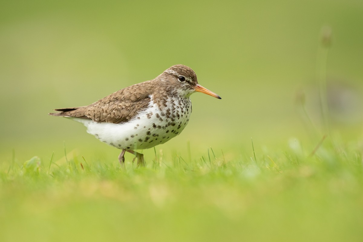 Spotted Sandpiper - Ronan Nicholson