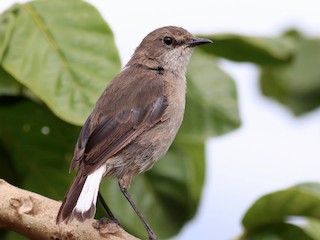 成鳥 (Ngorongoro) - Charlie   Nims - ML247268961
