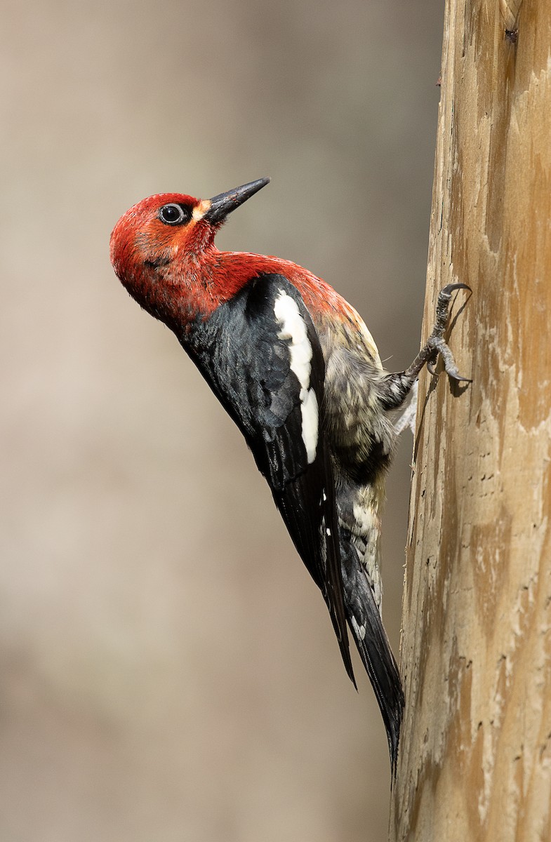 Red-breasted Sapsucker - mark daly