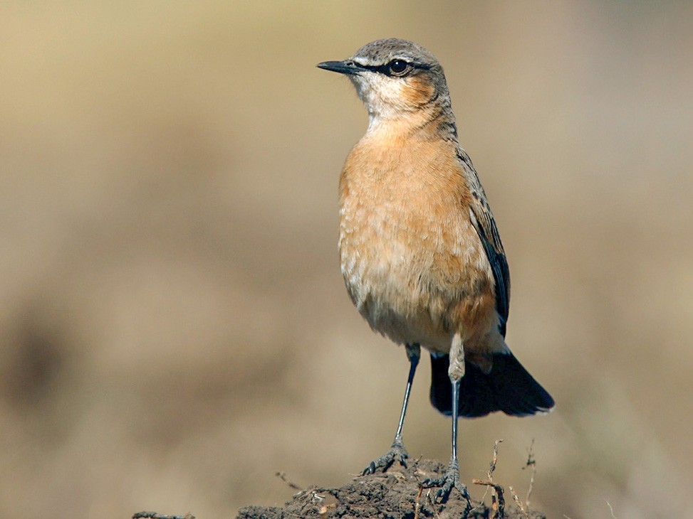 Rustybreasted Wheatear eBird
