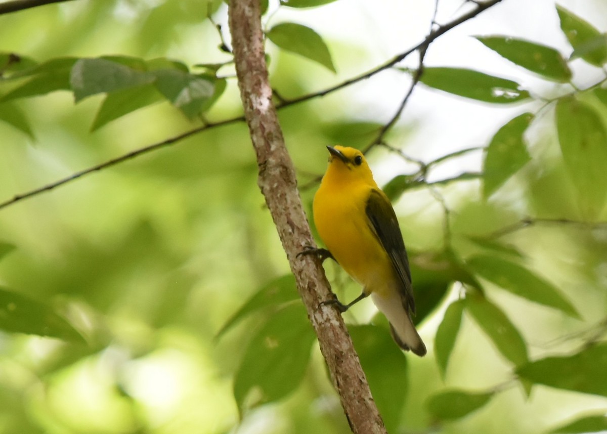 Prothonotary Warbler - ML247278211