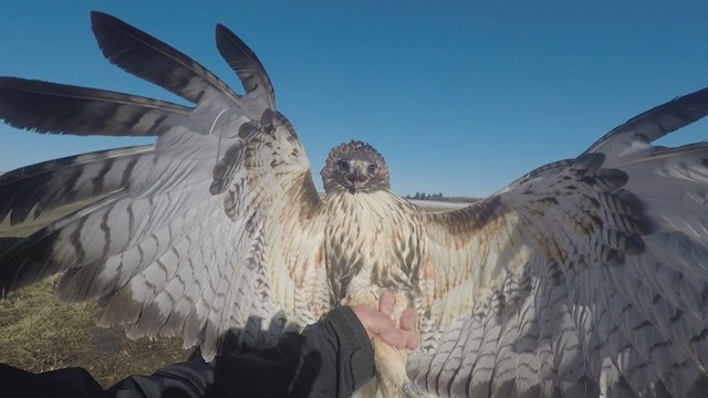 Red-tailed Hawk (abieticola) - ML247279411