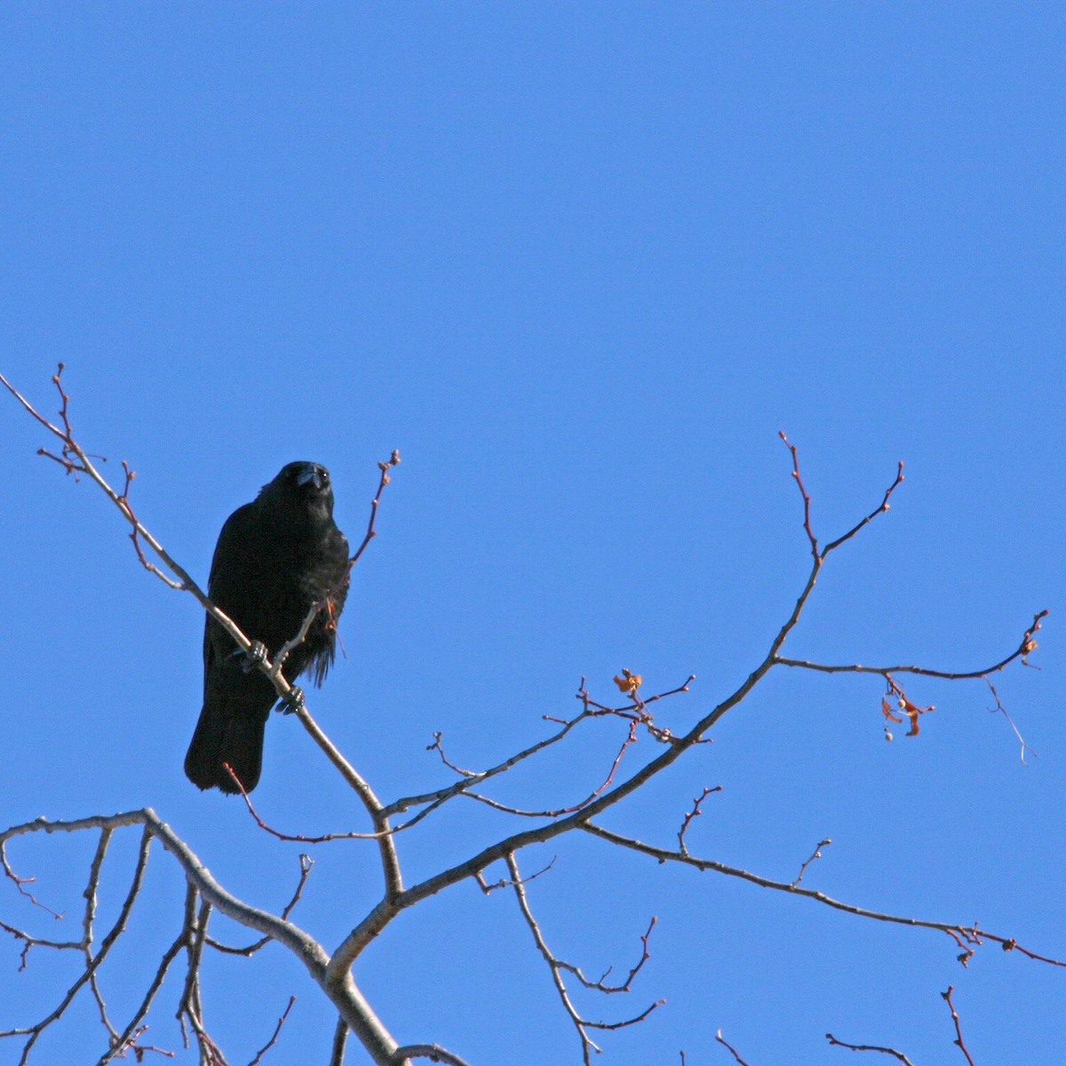 American Crow - ML24728051