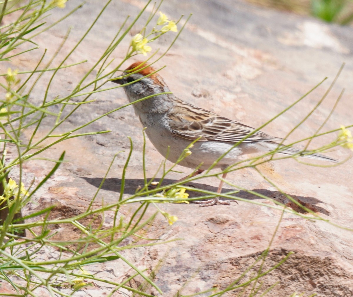 Chipping Sparrow - ML247282491