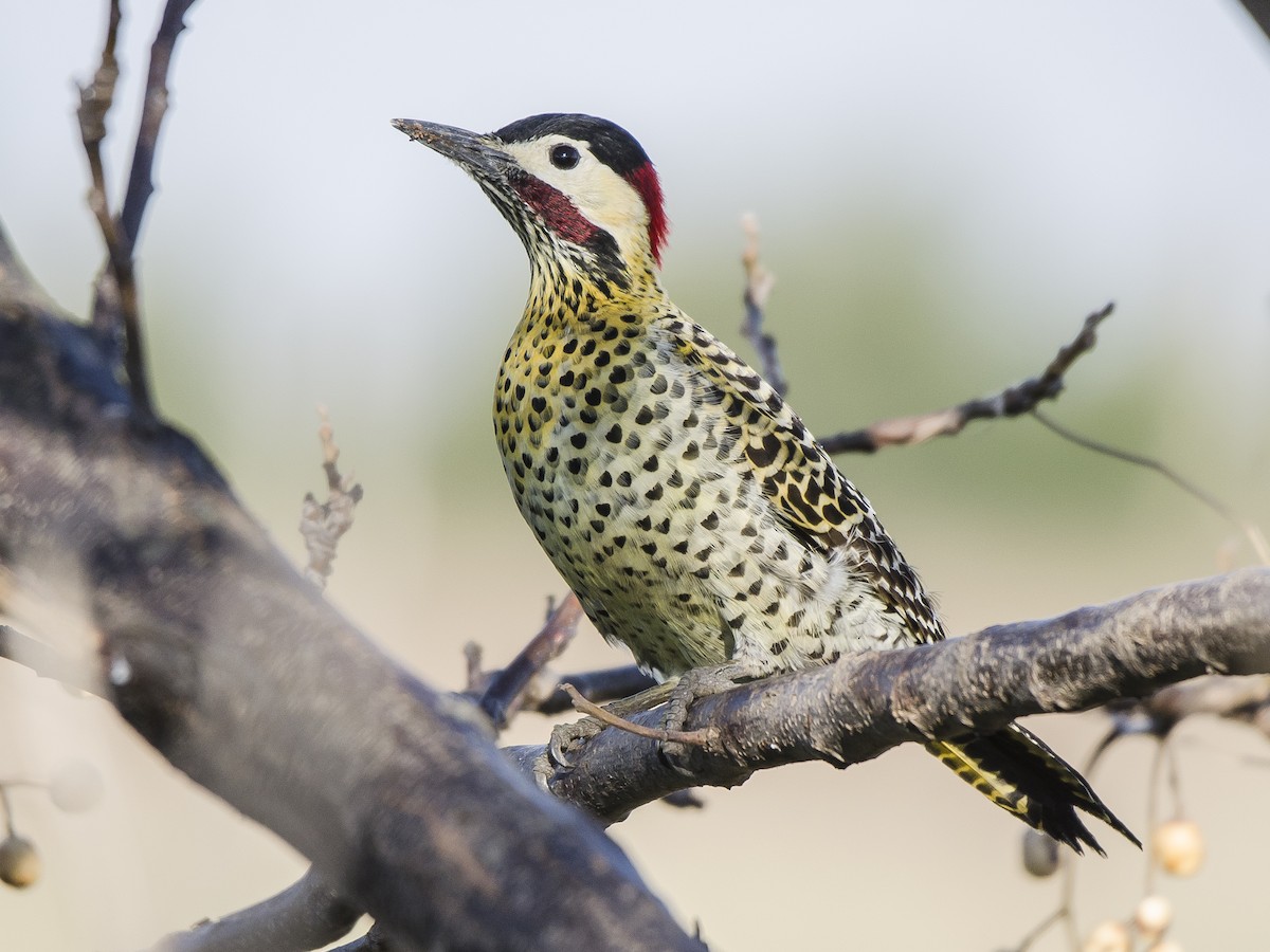 Green-barred Woodpecker - ML247284011