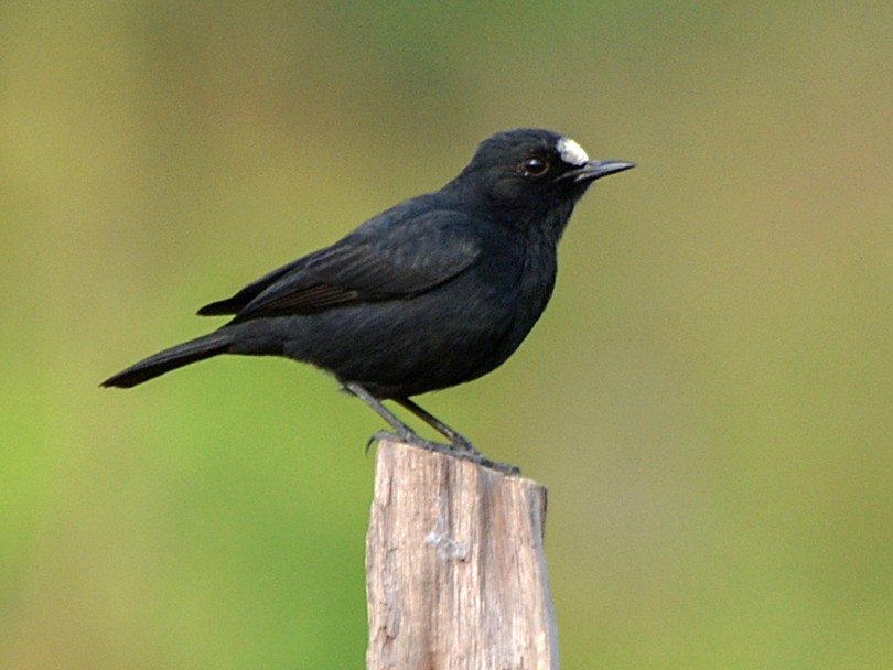 White Fronted Black Chat Ebird