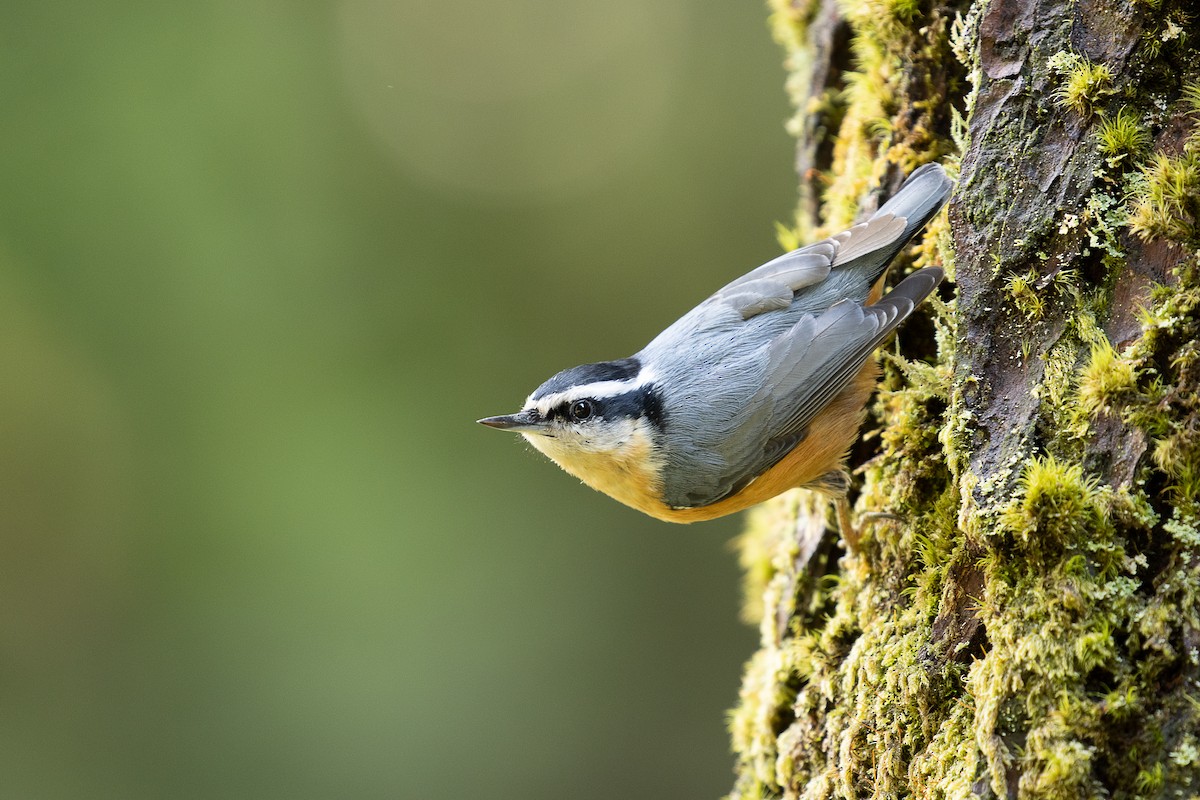 Red-breasted Nuthatch - ML247284781