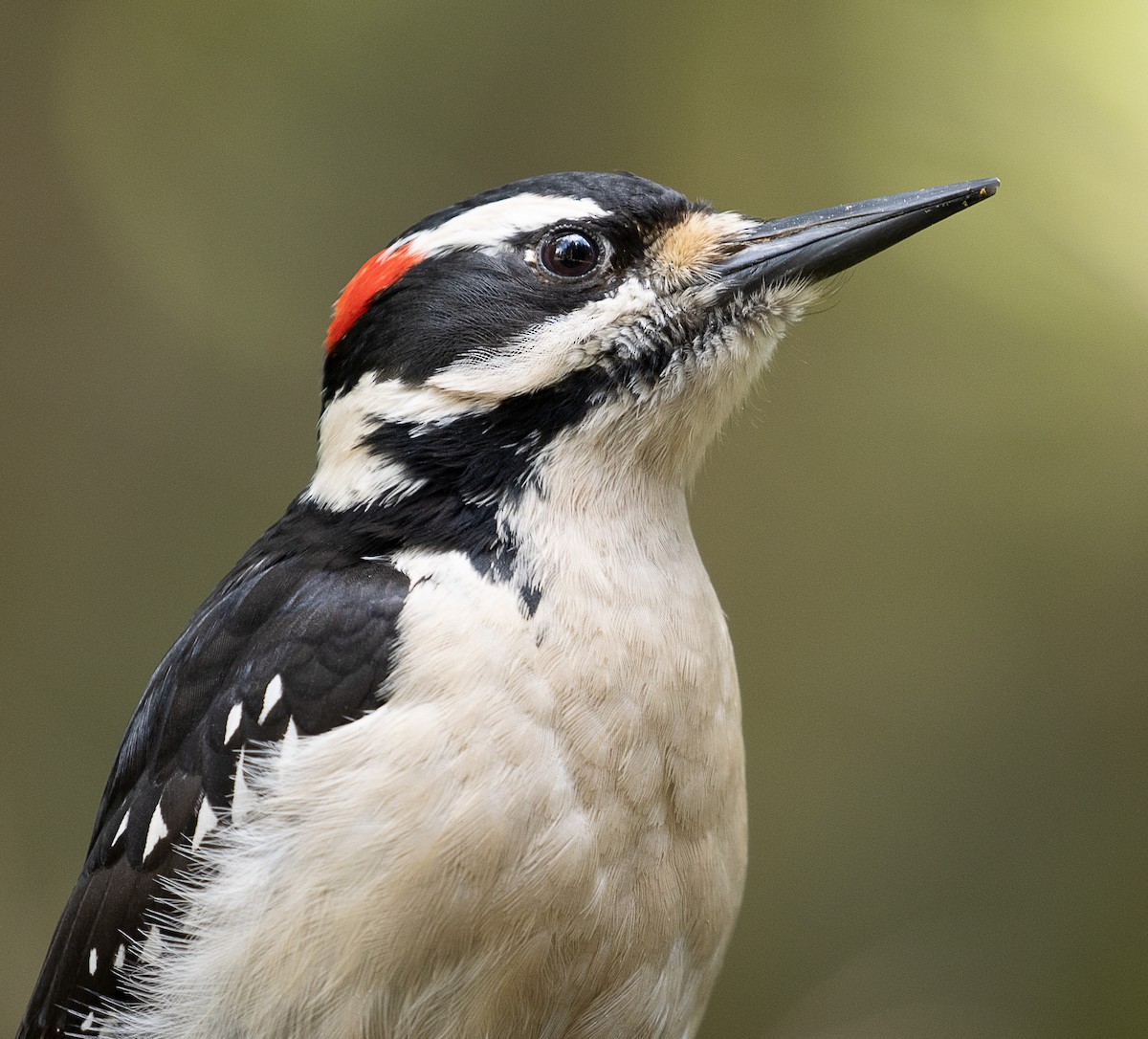 Hairy Woodpecker - mark daly