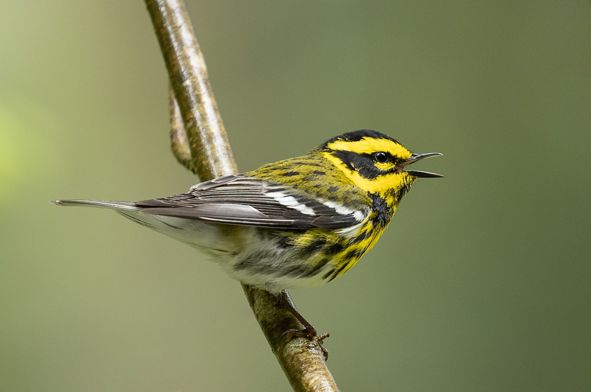 Townsend's Warbler - mark daly