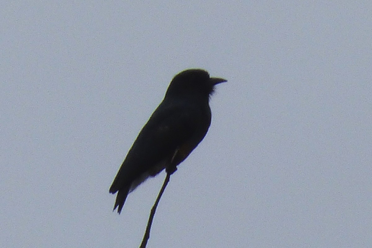 Swallow-winged Puffbird - ML24728611