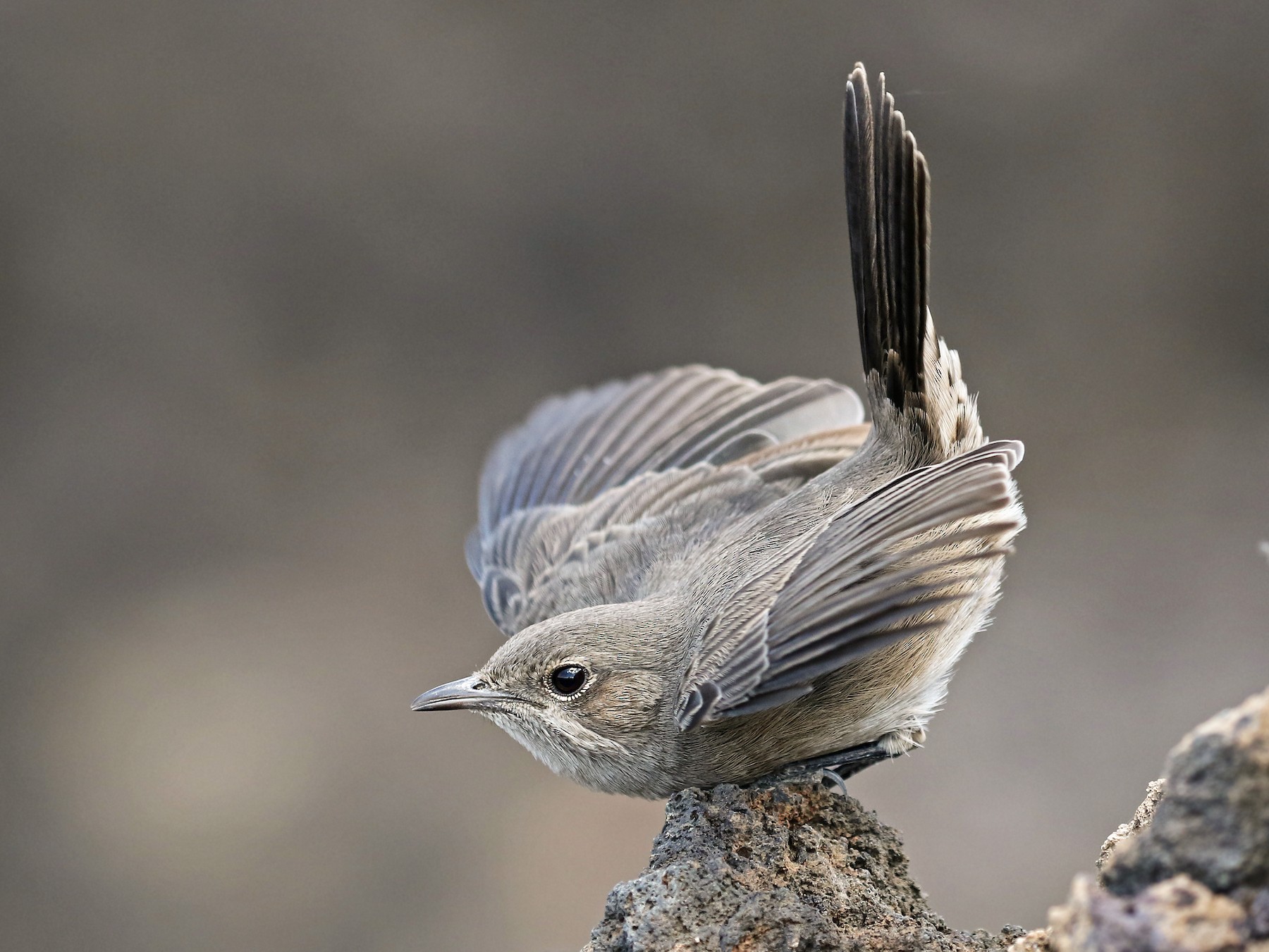 Sombre Rock Chat Ebird