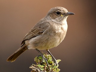 Sombre Rock Chat Oenanthe Dubia Birds Of The World